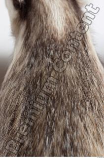 Badger fur photo reference 0003